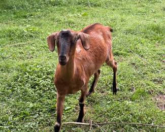 Animals Not for sale!