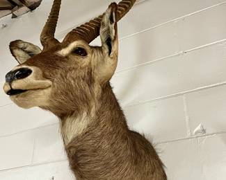 African Waterbuck Shoulder Mount