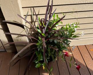 Outdoor plant
