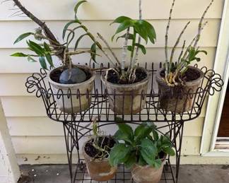 FHM012 - Pretty Potted Plant Set