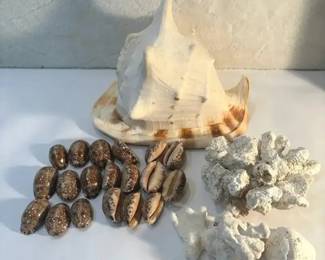 FHM060 - Conch shell And Assortment Of Cowrie Shells
