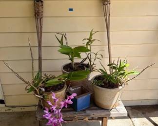 FHM013 - Outdoor Orchid Lot