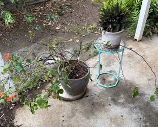 FHM014 - Beautiful Pair Of Plants & Plant Stand