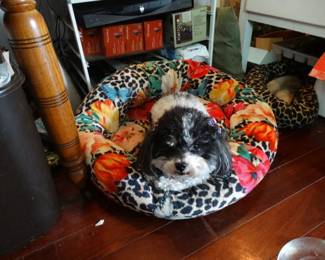 Here's Poppie Poodle to say HI ! from her Johnny Wus Bed (not fo sale)