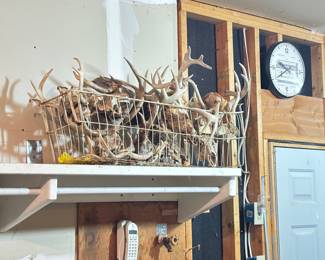 Deer Antlers