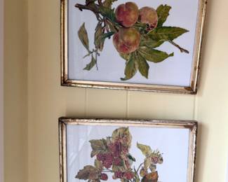 VTG Framed Botanical Prints