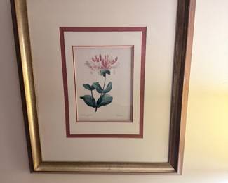 Framed Botanical Print by Pierre-Joseph Redoute