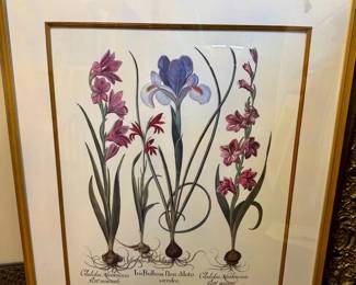 Hortus Eystettensis Plate 201 Iris Print By Basilius Besler