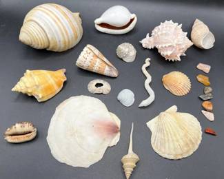 Seashell & Mineral Collection