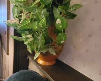 plants