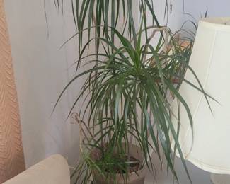 Plants