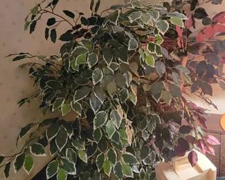plants