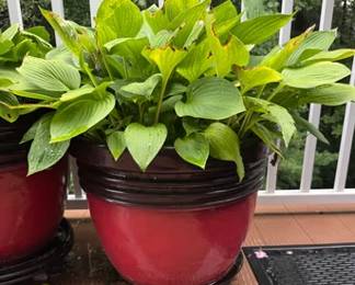 Large planter with live hosta plant