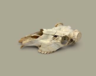 35 LargeAnimalBoneSkullwithTeeth20Long