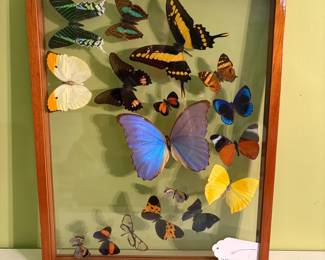 O56 - $65. Real Taxidermy Butterfly Collection in Wood Shadow Box with Blue Morpho. Measures 12.5" W x 15.5" Tall.