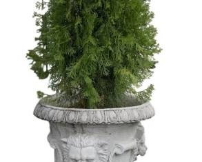 1443 - Concrete Planter w/ shrub - 37 x 20