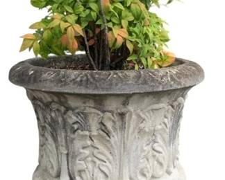 1442 - Concrete Planter w/ shrub - 23 x 20