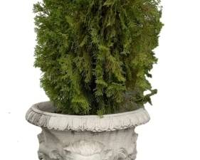 1440 - Concrete Planter w/ shrub - 37 x 20