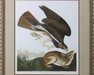 9070 - Common Buzzard by John J. Audubon (Description): 24 X 26.5