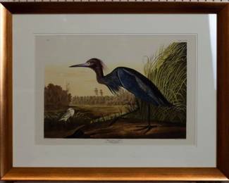 9001 - Blue Crane by John J. Audubon (Description): 29.5 X 23