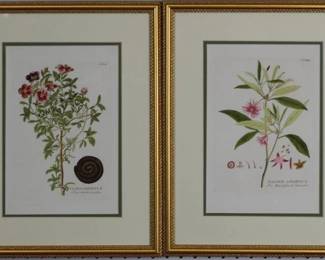 9050 - Botanical Set of 2 (Description): 14.5 X 18.5