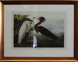 9002 - Purple Heron by John J. Audubon (Description): 29.5 X 23 - Glare on picture - this is not a defect