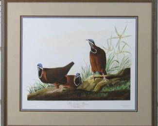 9006 - Blue Headed Pigeon by John J. Audubon (Description): 27 X 23.5