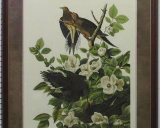 9060 - Carolina Pigeon by John J Audubon (Description): 29 X 36