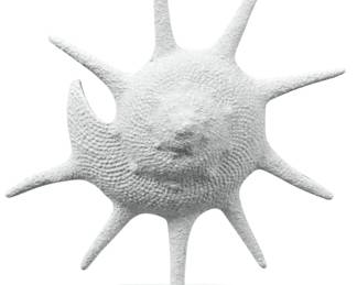 309 - Elk Home Marco Shell, Composite 16x14x5