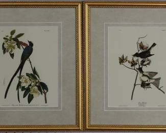 9056 - Set of Flycatchers by John J Audubon (Description): 14.5 X 17