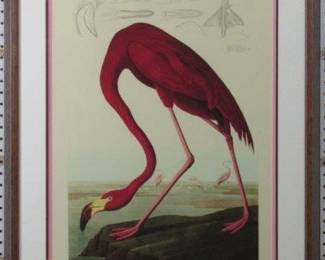 9005 - Pink Flamingo by John J. Audubon (Description): 27.5 X 35