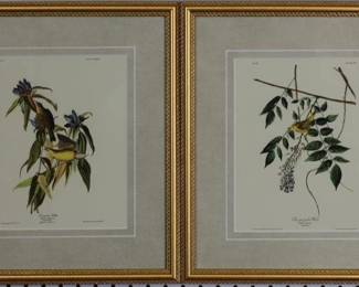 9059 - Set of Warblers by John J Audubon (Description): 14.5 X 17
