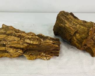 Petrified Wood Specimen