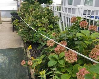 Hydrangeas