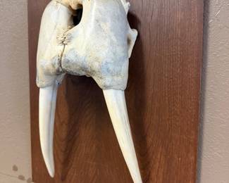 Alakan Walrus skull