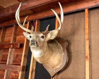 shoulder mount deer