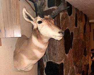 shoulder mount prong horn antelope