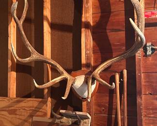 A HUGE ELK rack withtough to find palmations (shovels/blades)