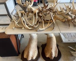 Antler sheds