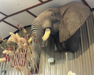 Replica elephant taxidermy