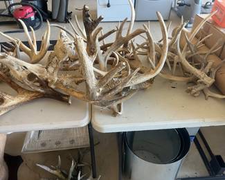 Antler sheds