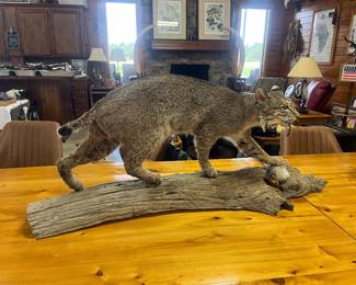Bobcat taxidermy