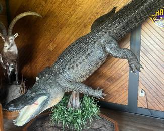 11’ alligator taxidermy- tag present