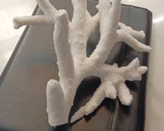 Staghorn Coral Specimen