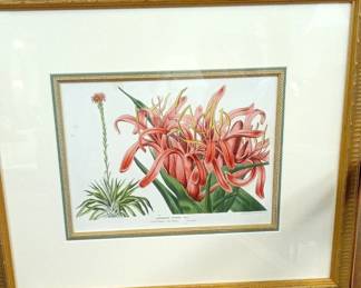 Doryanthes Excelsa Botanical Print by Louis Van Houtte