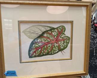 th Century Botanical Chromolithograph Caladium Chantinii by Charles Lemaire