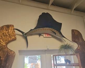 Large Taxidermy Sailfish Wall Mount