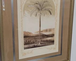Vintage Botanical Palm Tree Engraving by Georg Dionysius Ehret