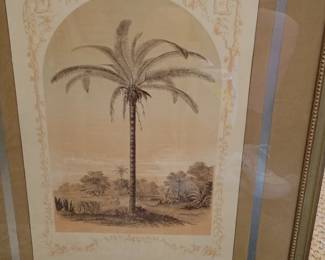 Palms I Framed Botanical Print by Georg Dionysius Ehret