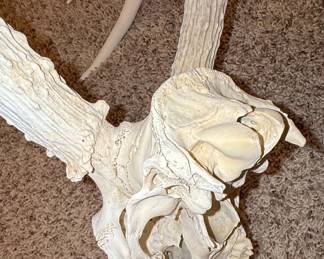 Bleached Whitetail Deer Skull Mount with 8-Point Antlers